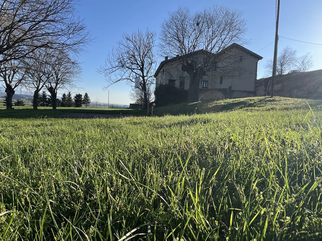 La gespa al sol
