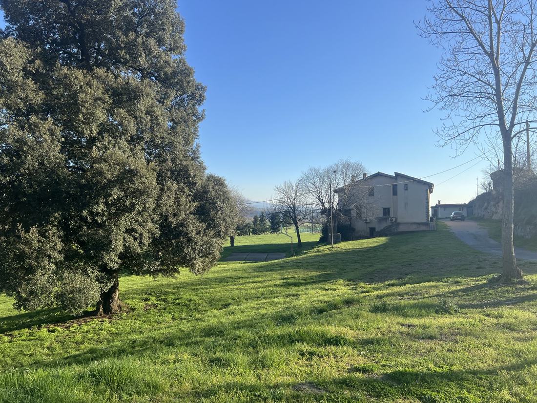 El jardí i l'alzina